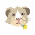 Vector illustration of a guinea pig head with a dandelion in his mouth. Royalty Free Stock Photo